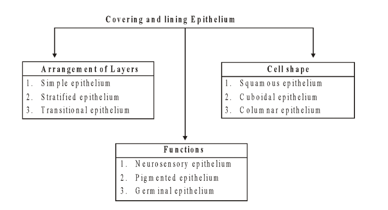 Covering and Lining Epithelium